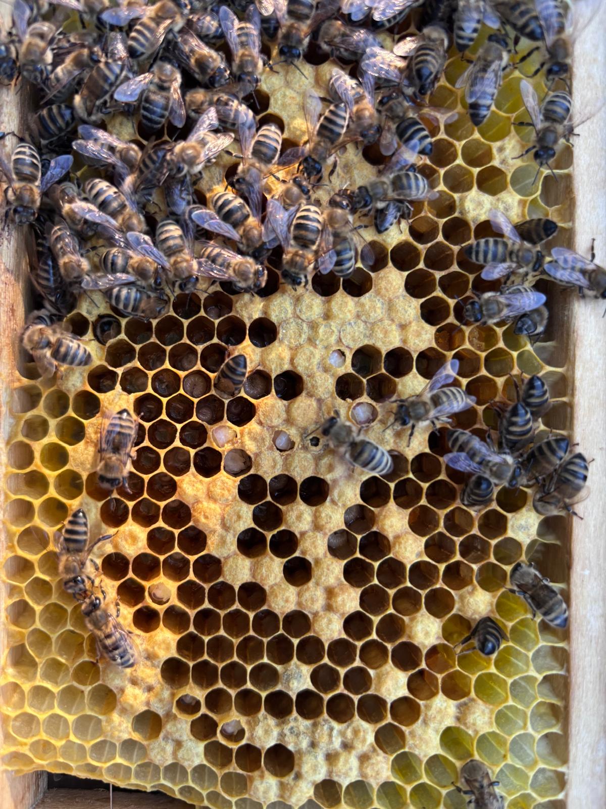 Ergebnis guter Carnica-Zucht